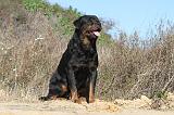 ROTTWEILER 097